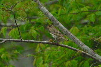 Olive-backed Pipit 青森県七戸町 Thu, 5/4/2023