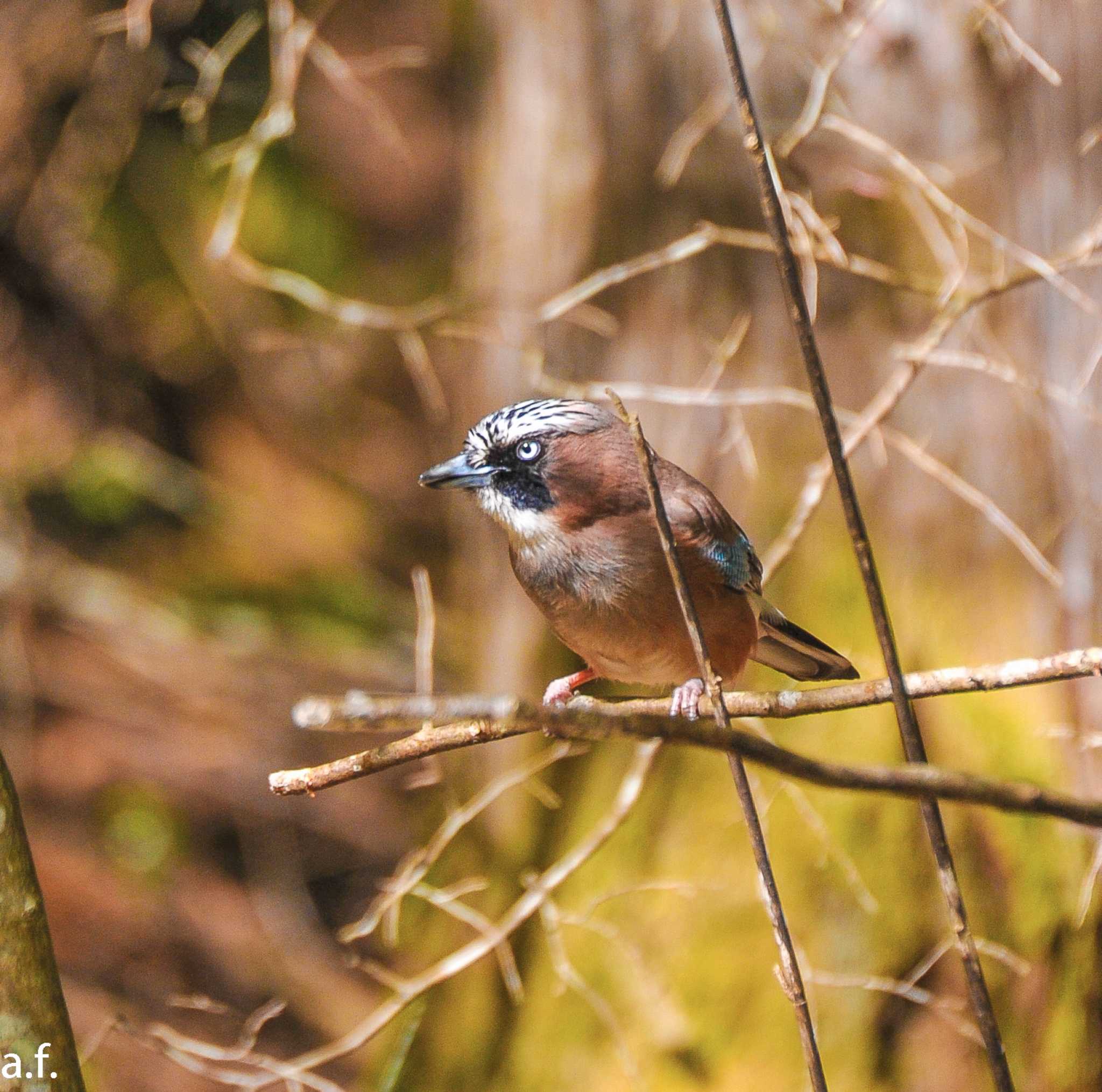 Photo of Eurasian Jay at 段戸裏谷 by a.f.