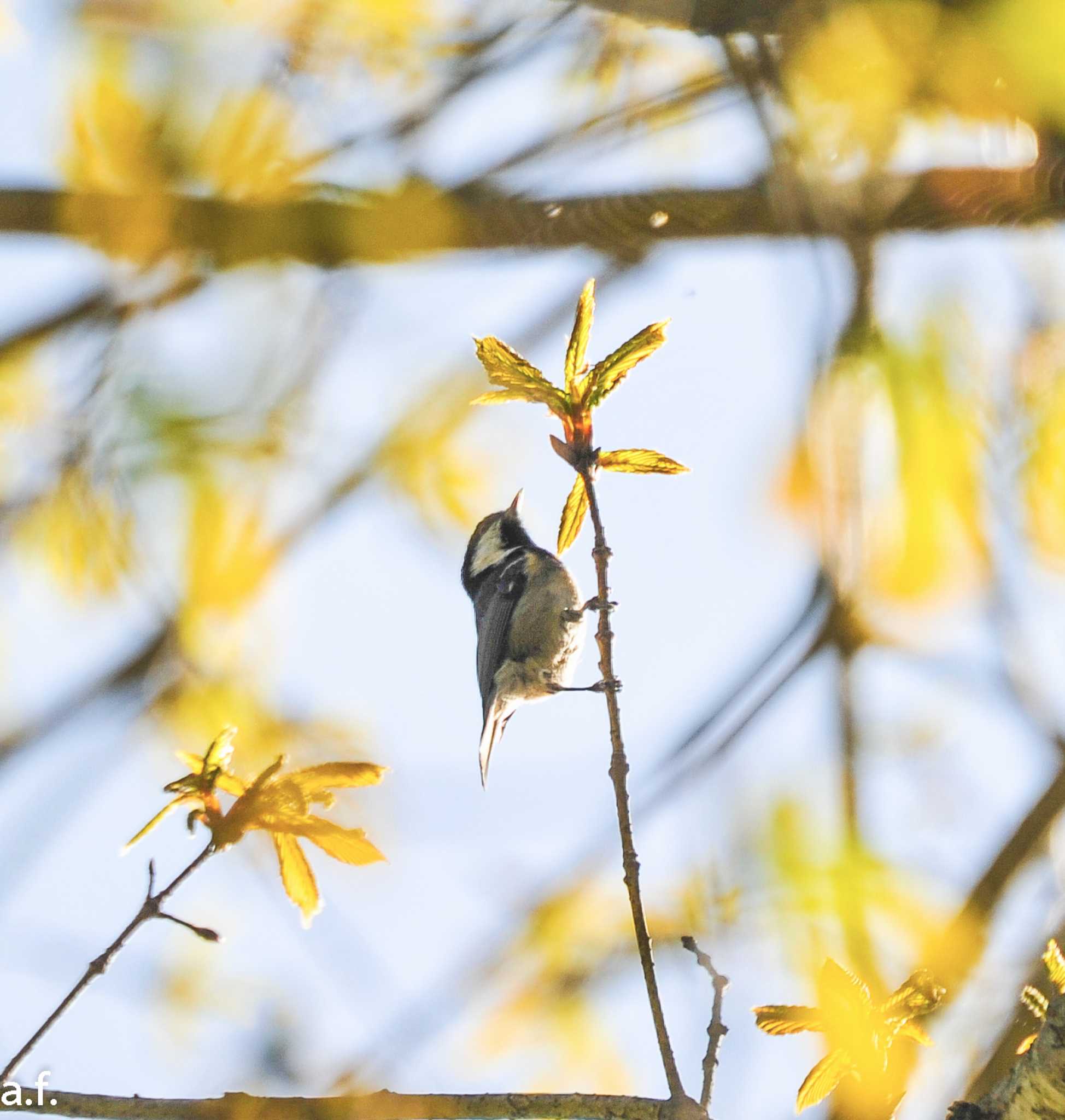 Photo of Coal Tit at 段戸裏谷 by a.f.