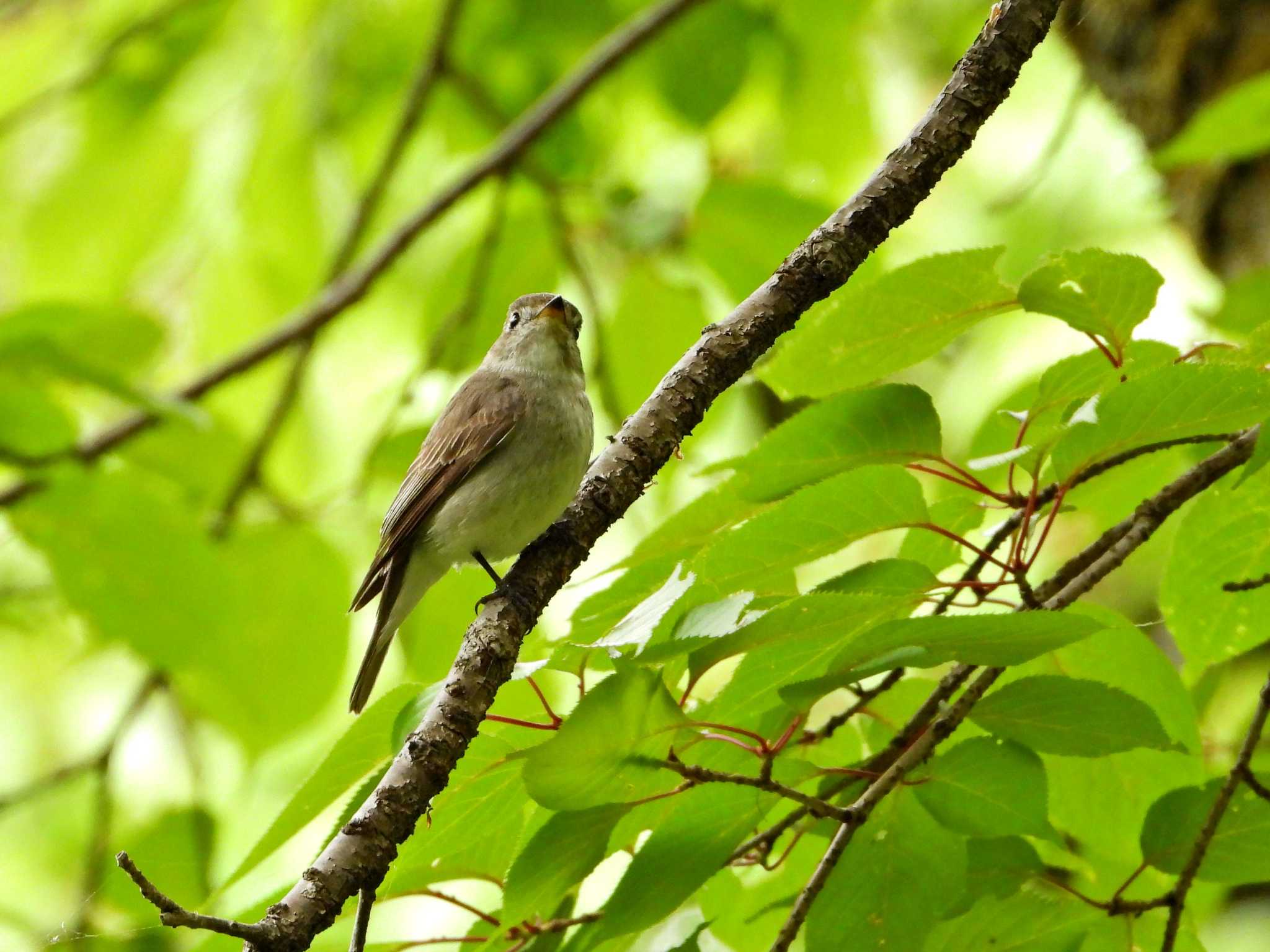 （※一昨年撮影） by little birds