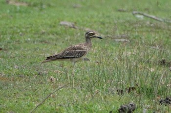 Indian Stone-curlew