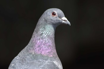 Rock Dove Unknown Spots Wed, 5/3/2023