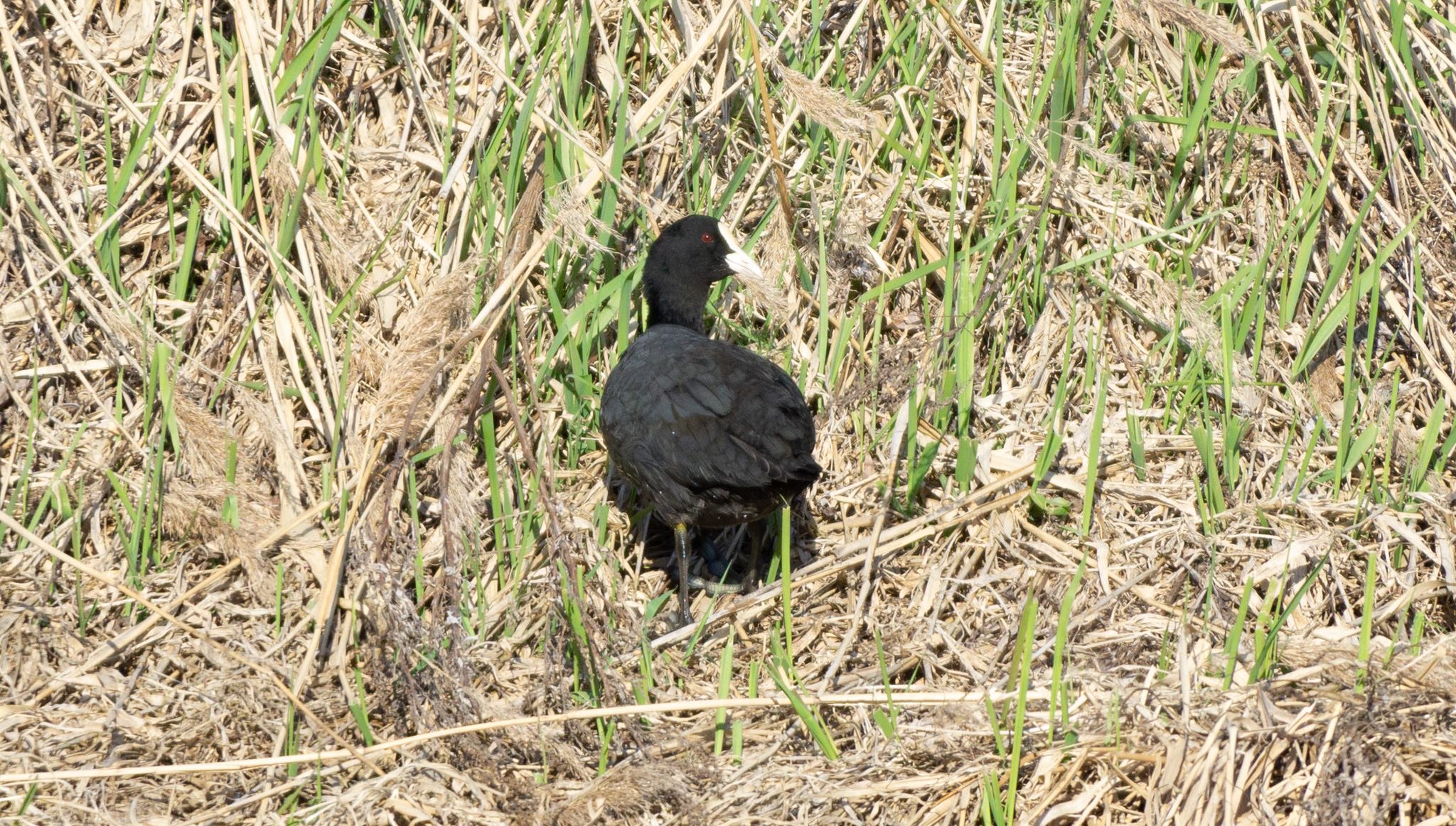 Photo of Eurasian Coot at 石狩 茨戸川 by マルCU