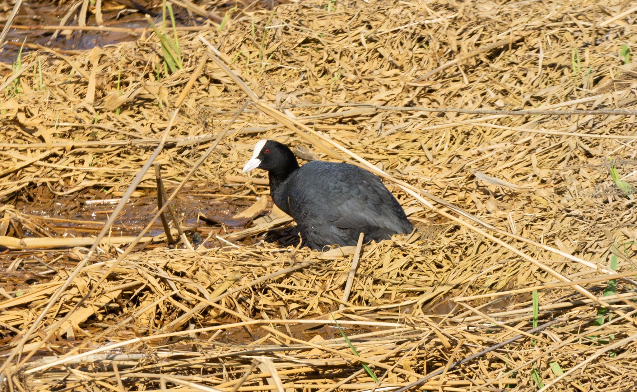 Photo of Eurasian Coot at 石狩 茨戸川 by マルCU