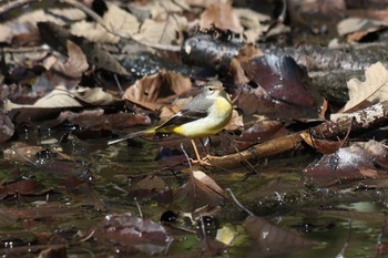 キセキレイ 明石公園 2023年3月5日(日)