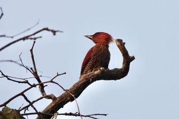 シマベニアオゲラ シンガポール植物園 2023年3月14日(火)