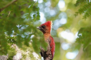 Banded Woodpecker Singapore Botanic Gardens Tue, 3/14/2023