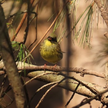 Masked Bunting Tomakomai Experimental Forest Tue, 5/2/2023