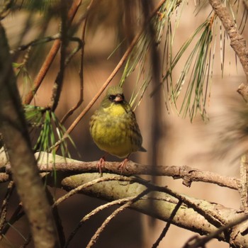 Masked Bunting Tomakomai Experimental Forest Tue, 5/2/2023