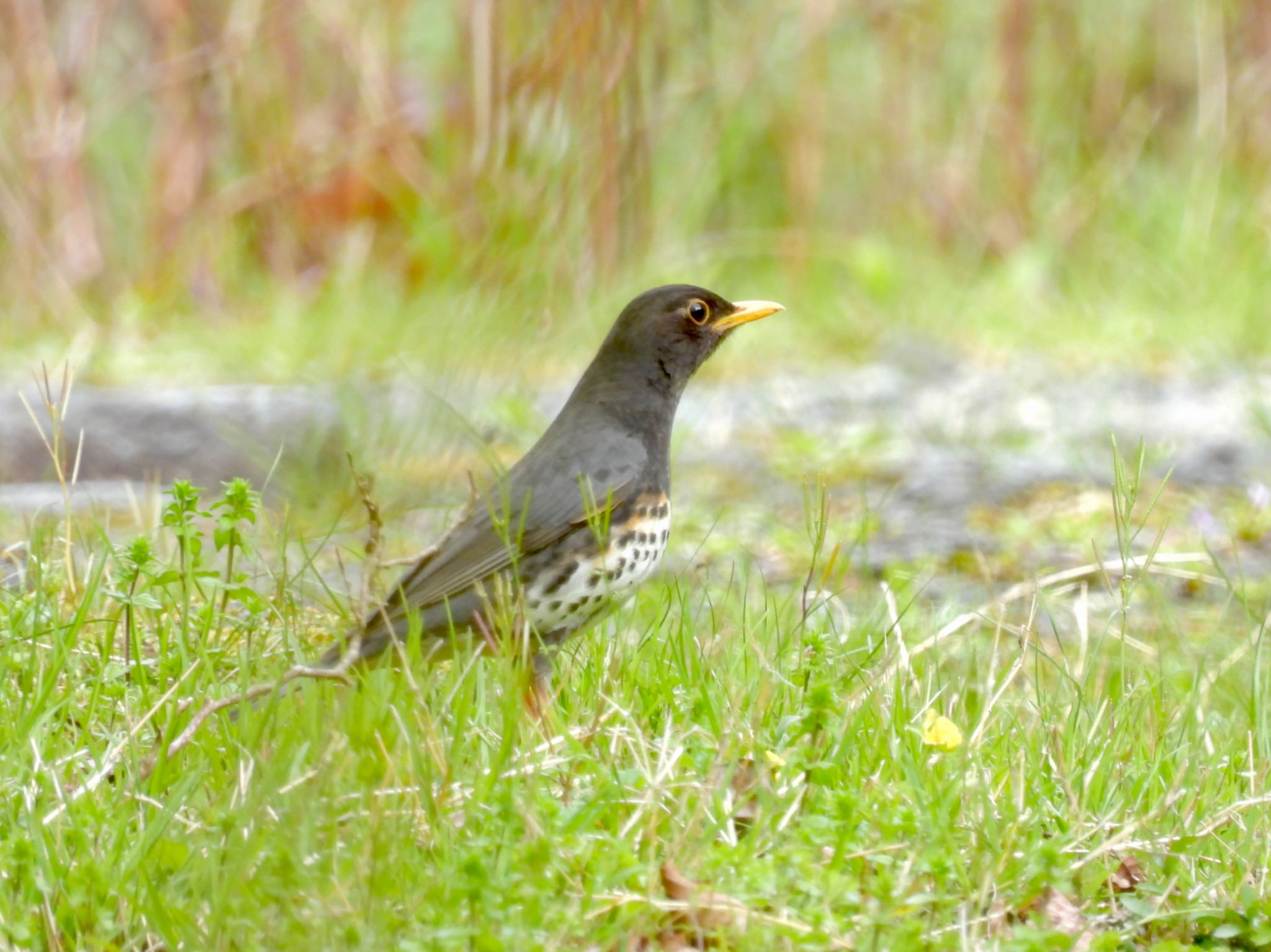 Photo of Japanese Thrush at 十里木高原 by yoshikichi