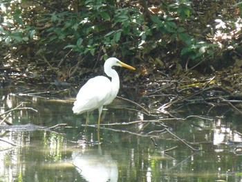 2018年6月17日(日) 昆陽池の野鳥観察記録