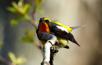 Narcissus Flycatcher 戸隠森林公園 Mon, 5/1/2023