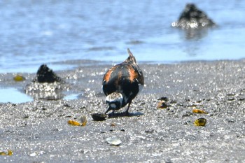 キョウジョシギ ふなばし三番瀬海浜公園 2023年5月2日(火)