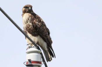 2023年5月1日(月) 長野県の野鳥観察記録