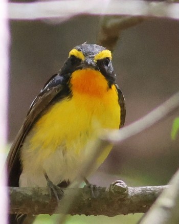 Thu, 5/4/2023 Birding report at Karuizawa wild bird forest