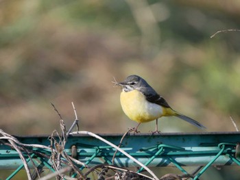 Grey Wagtail 松本市 Wed, 5/3/2023