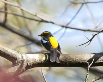 Narcissus Flycatcher 塩嶺御野立公園 Wed, 5/3/2023