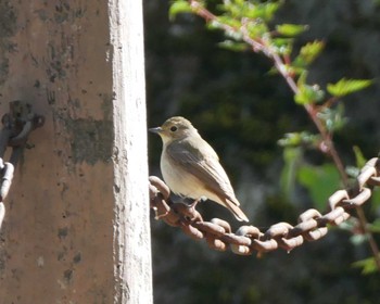 Narcissus Flycatcher 塩嶺御野立公園 Wed, 5/3/2023