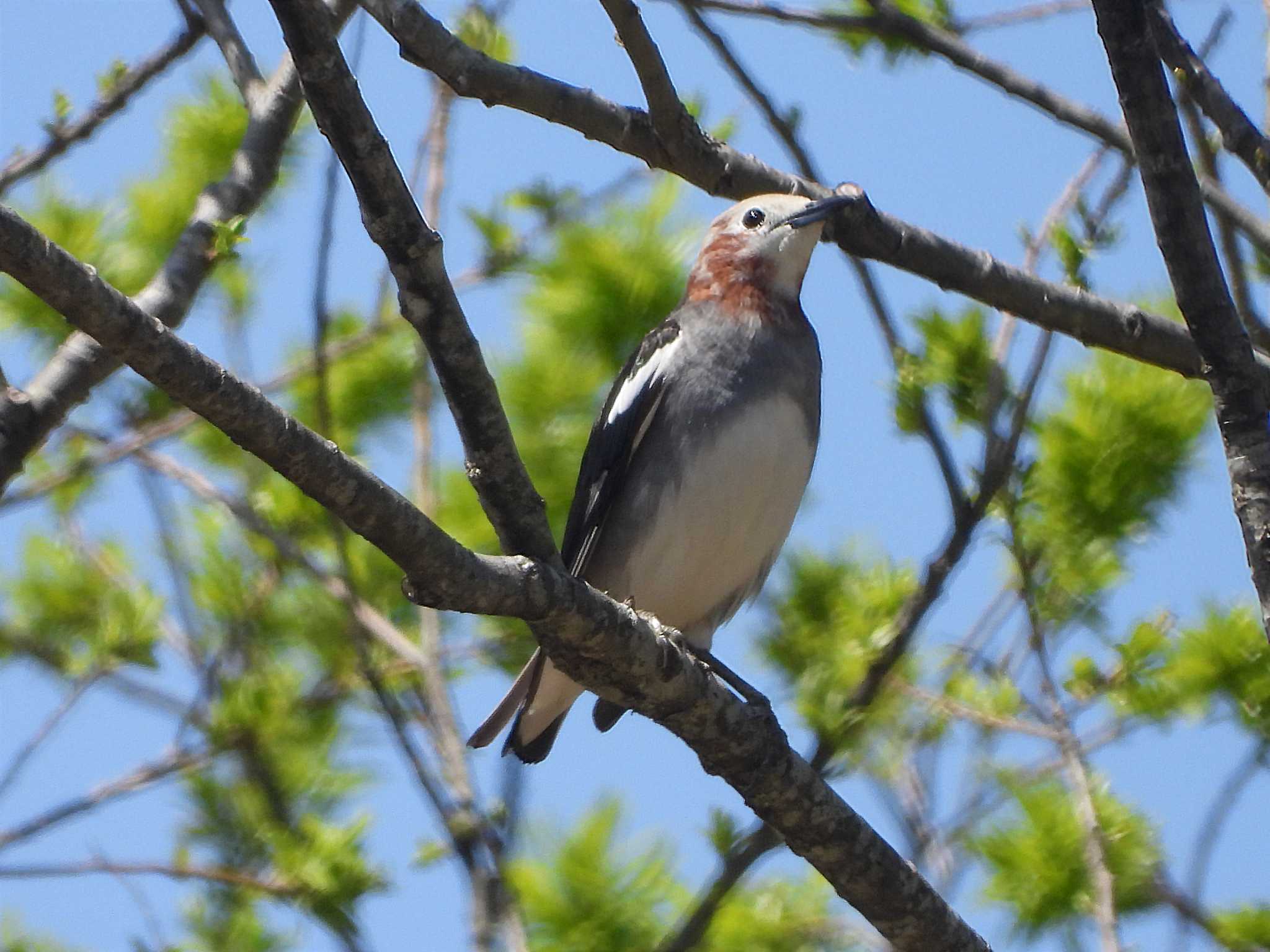 裏磐梯 コムクドリの写真 by ぴーさん