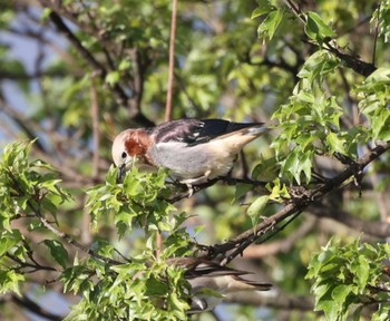 2023年5月2日(火) 長野道 みどり湖パーキングエリアの野鳥観察記録