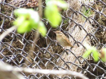 ヤブサメ 本別公園(北海道中川郡) 2023年5月5日(金)