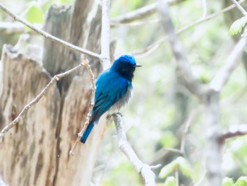 オオルリ 本別公園(北海道中川郡) 2023年5月5日(金)