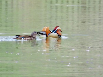 オシドリ 本別公園(北海道中川郡) 2023年5月5日(金)