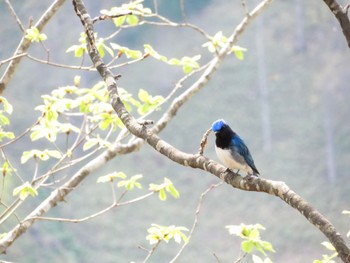 オオルリ 本別公園(北海道中川郡) 2023年5月5日(金)