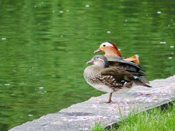 オシドリ 本別公園(北海道中川郡) 2023年5月5日(金)