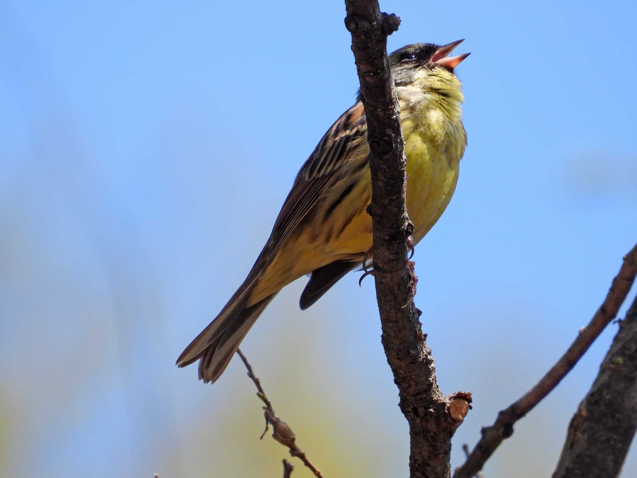 Photo of Masked Bunting at 裏磐梯 by くーちゃんねる