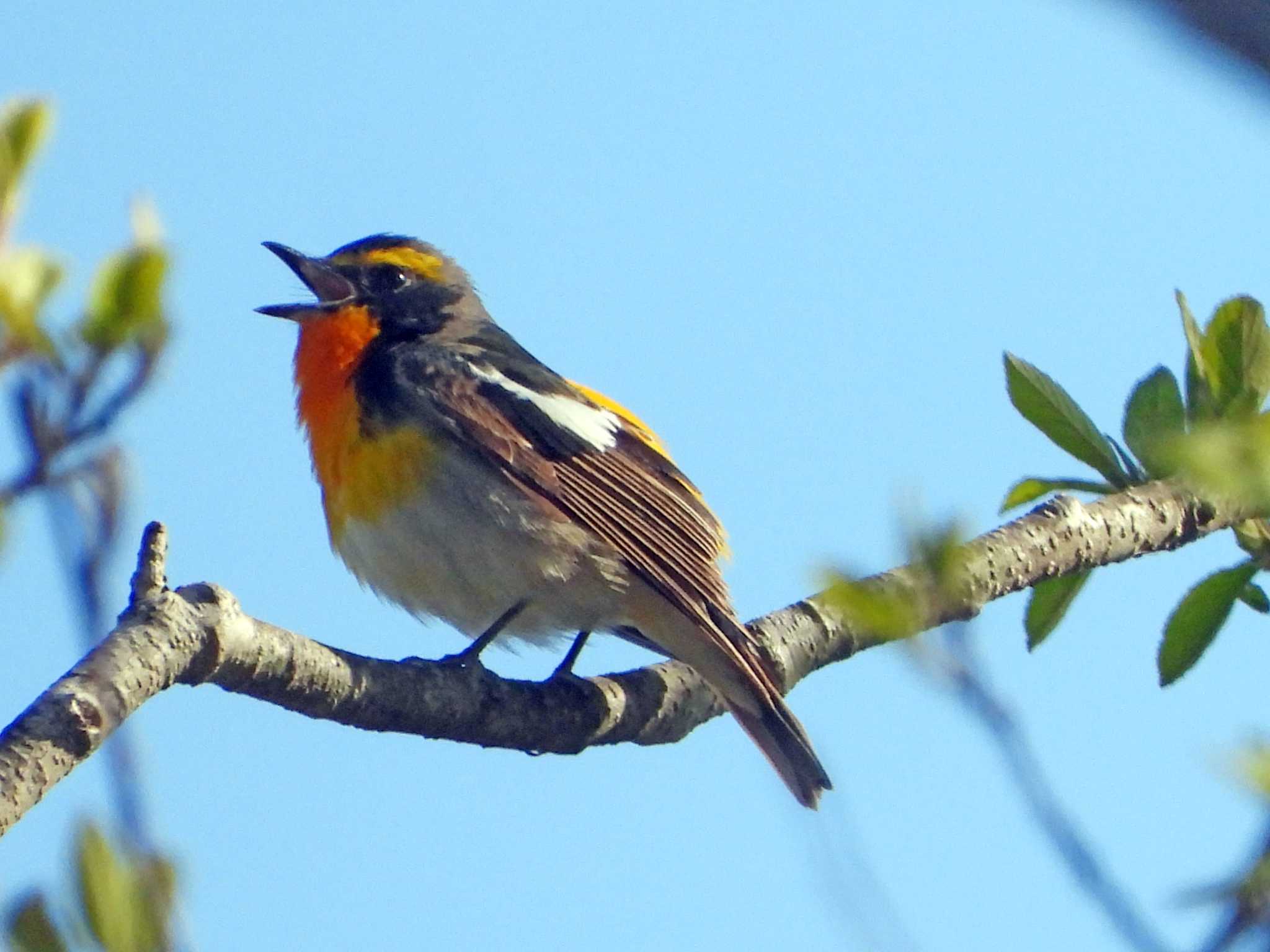 Photo of Narcissus Flycatcher at 裏磐梯 by くーちゃんねる