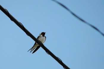 Barn Swallow 大磯駅 Thu, 5/4/2023