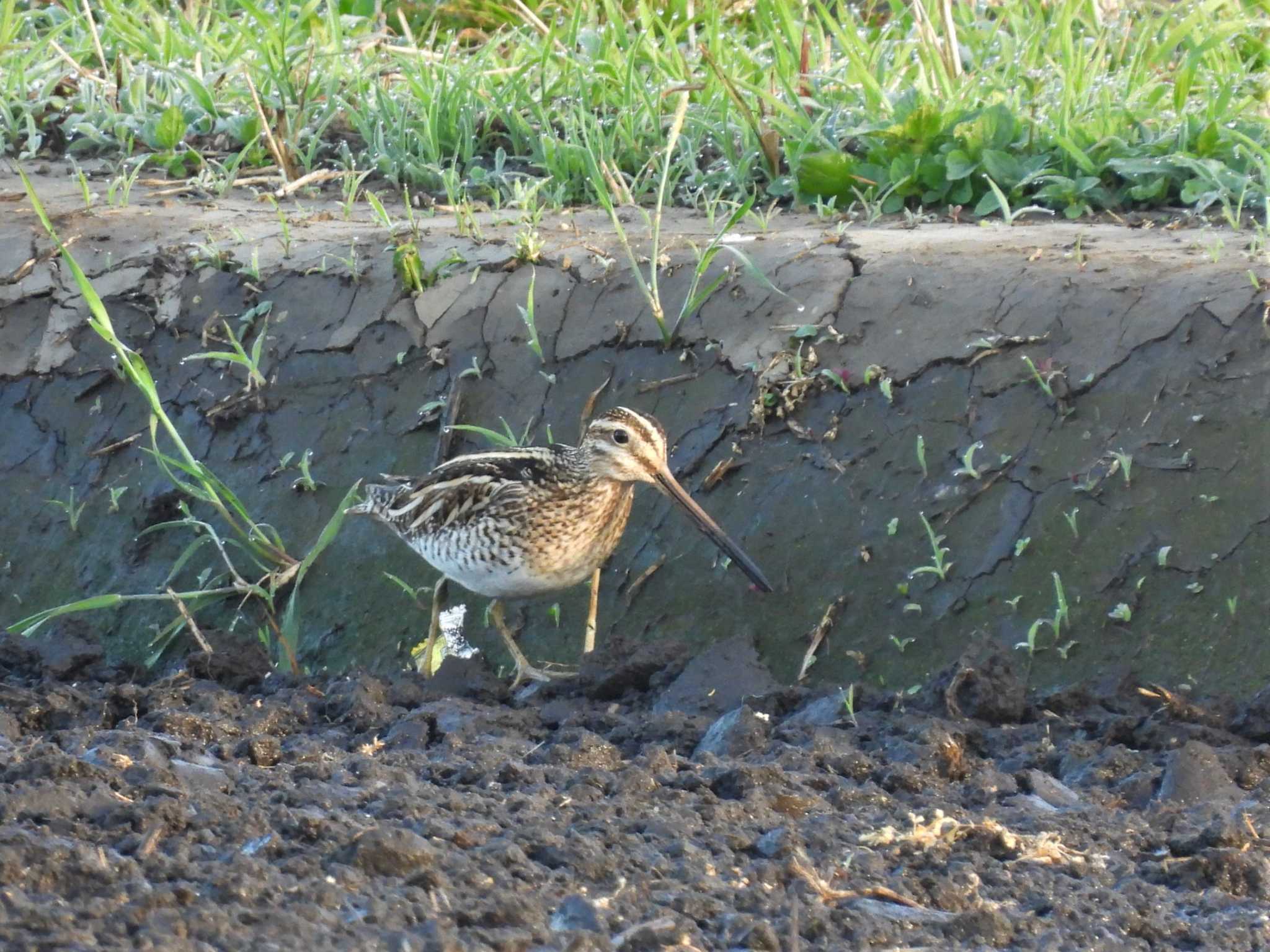 Common Snipe