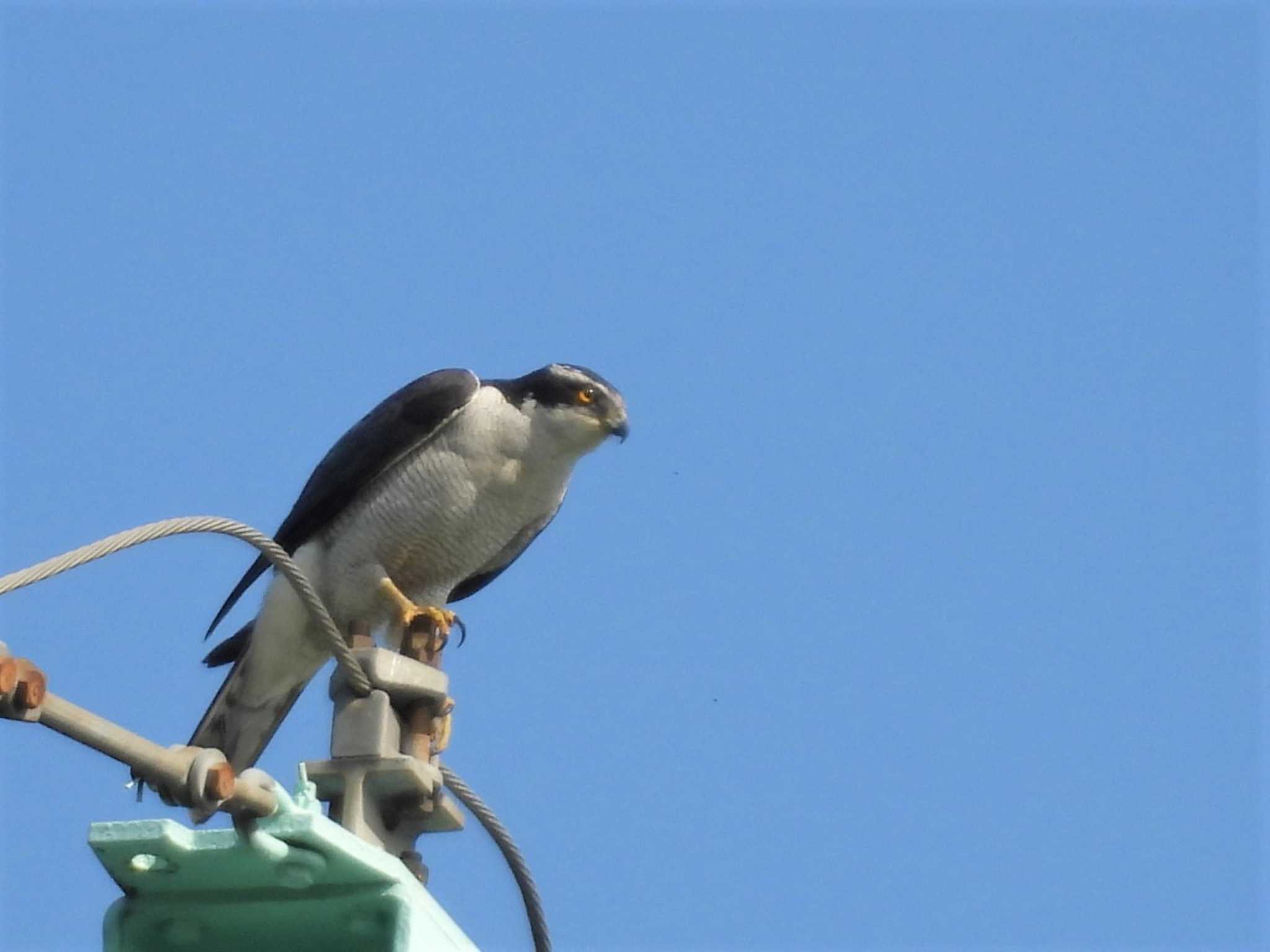 Eurasian Goshawk