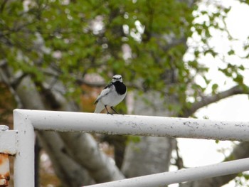 White Wagtail 戸田記念墓地公園(石狩市) Thu, 5/4/2023