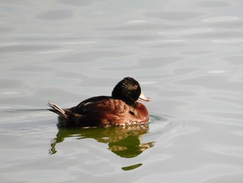 Blue-billed Duck Lake Monger Mon, 4/17/2023