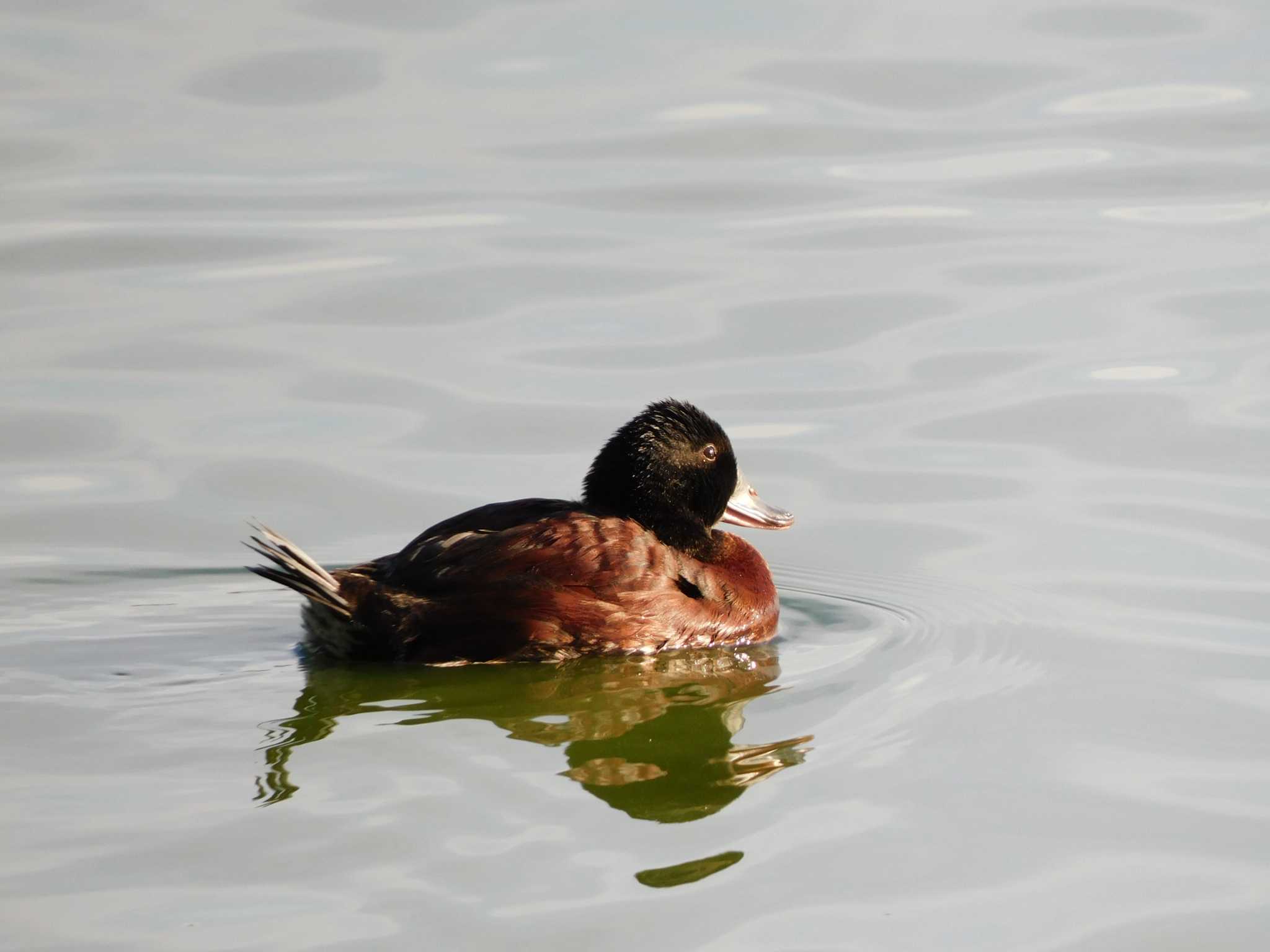 Blue-billed Duck