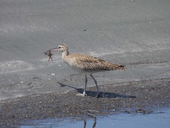 Eurasian Whimbrel 習志野親水護岸 Fri, 5/5/2023