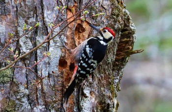 White-backed Woodpecker 戸隠森林公園 Mon, 5/1/2023