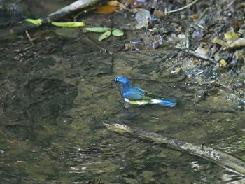 Blue-and-white Flycatcher 伊香保森林公園 Thu, 6/14/2018