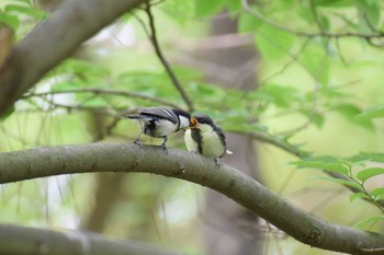 シジュウカラ 大泉緑地 2023年5月5日(金)