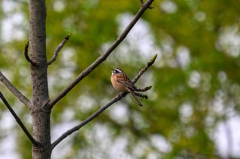 Meadow Bunting 豊平川 Fri, 5/5/2023