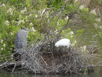 Little Egret 打上川治水緑地 Fri, 5/5/2023