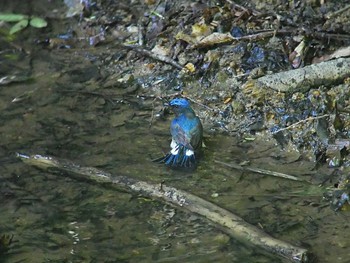 Blue-and-white Flycatcher 伊香保森林公園 Thu, 6/14/2018