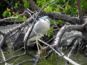 Black-crowned Night Heron 打上川治水緑地 Fri, 5/5/2023