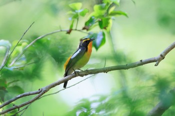 キビタキ 日本ラインうぬまの森 2023年5月4日(木)