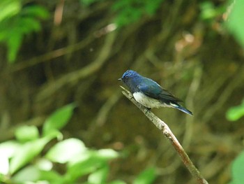 Blue-and-white Flycatcher 伊香保森林公園 Thu, 6/14/2018