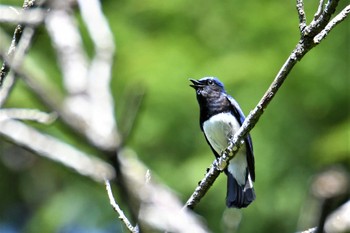 Blue-and-white Flycatcher 神奈川県 Tue, 5/2/2023