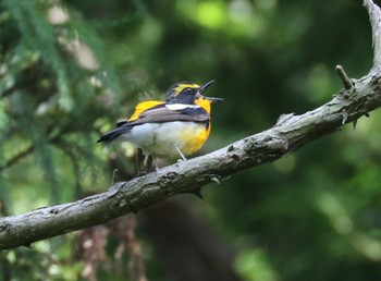 Narcissus Flycatcher 横浜市 Fri, 5/5/2023