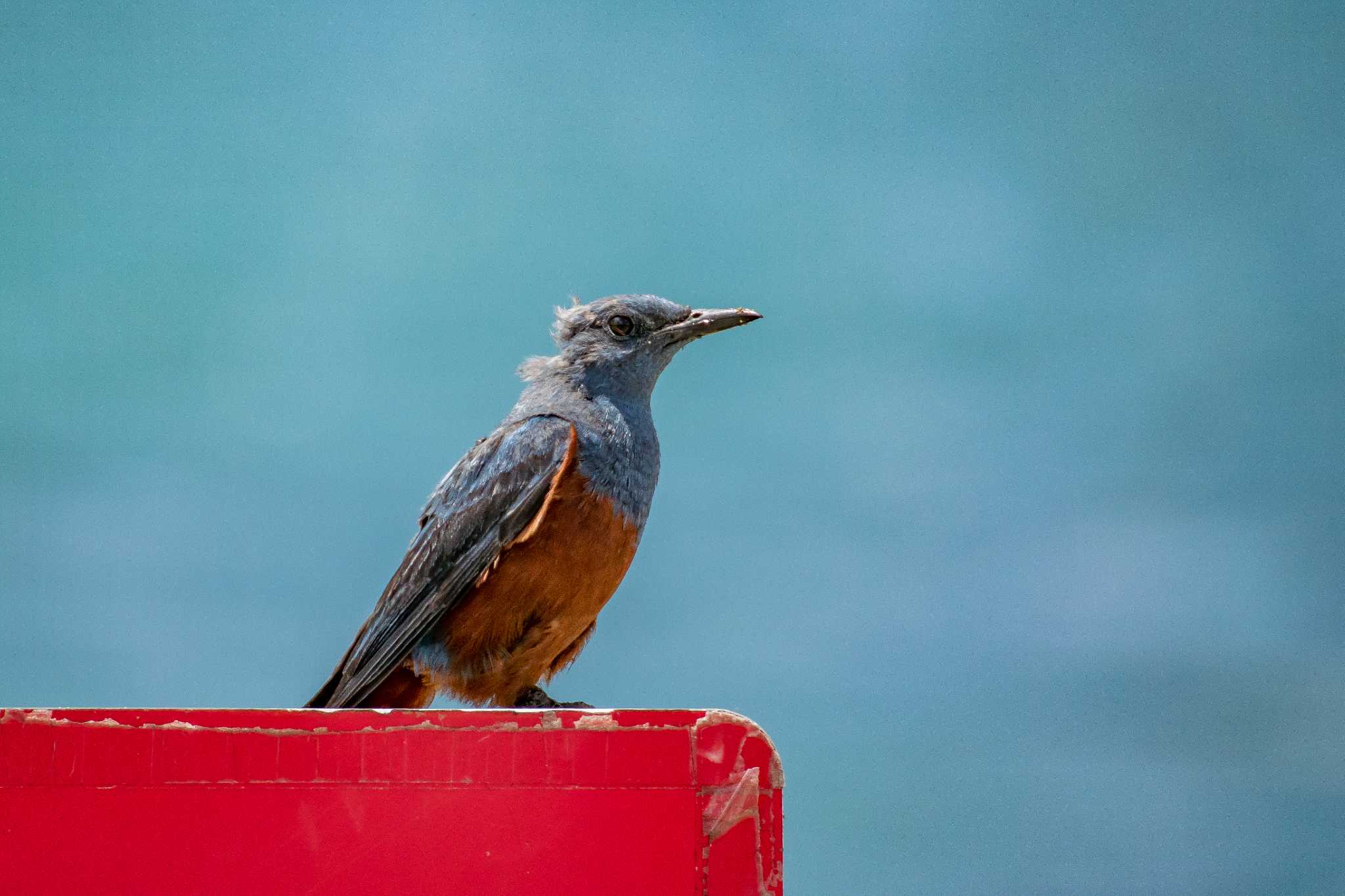 Photo of Blue Rock Thrush at 魚住海岸 by ときのたまお